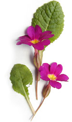 magenta primroses