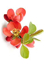 quince blossoms
