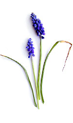 two purple grape hyacinth flowers with green leaves