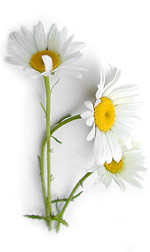daisies