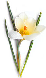 a white crocus with a yellow center and green leaves