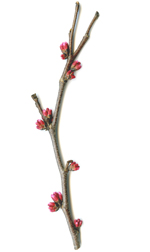 red bud twig