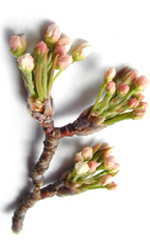 pear tree flower buds