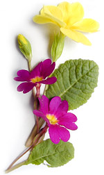 yellow and purple primroses