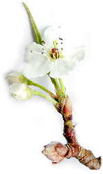 pear blossoms