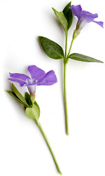 purple periwinkle blossoms