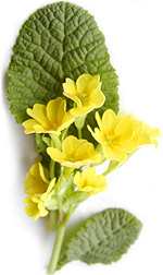 yellow primroses