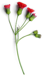 red carnation buds