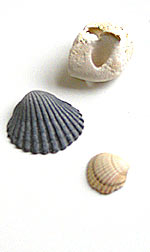 sea shells