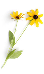 black-eyed susan flowers