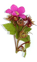 single pink rose