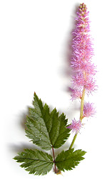 purple loosestrife flowers