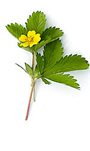 yellow wild strawberry flower