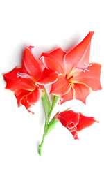 red gladiolus flowers