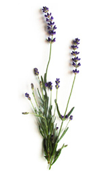 spray of lavender