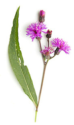 pink thistle flowers