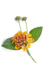 yellow butterfly weed flowers