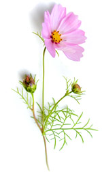 pink cosmos flower