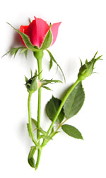 red rose and buds