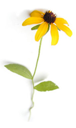 black-eyed susan flower