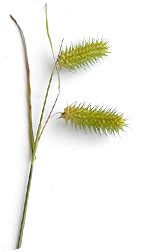 spray of grasses