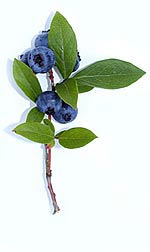 sprig of blueberries