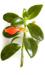 planta de pintalabios con flor de naranja