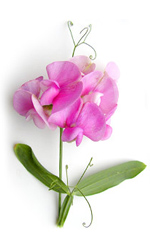 guisantes dulces rosados