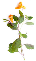 flor de mantequilla y huevos