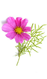 pink cosmos flower