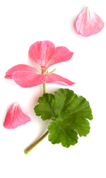 pink geranium petals and leaf