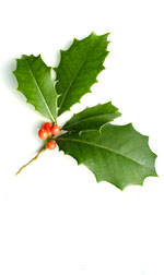 a holly twig with red berries