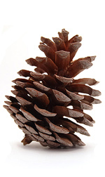 a pinecone