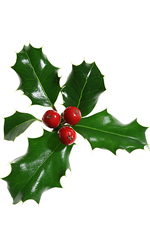 a holly twig with three red berries