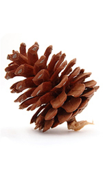 a pinecone