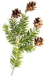 a hemlock branch with pine cones