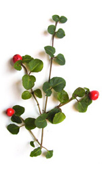 a branch of wintergreen leaves