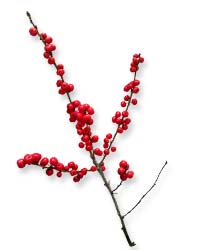 a branch with red berries