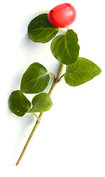 winterberry