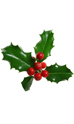 holly leaves with red berries