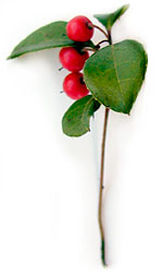 green leaves with red berries