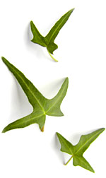 three ivy leaves