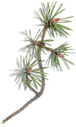 a branch from a scotch pine