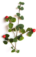 four wintergreen twigs with red berries