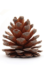 a brown pinecone