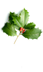 a holly twig with green leaves and red berries
