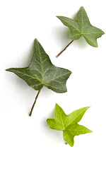 three green ivy leaves