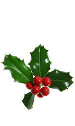 four green holly leaves with red berries