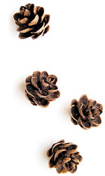 four small hemlock pinecones