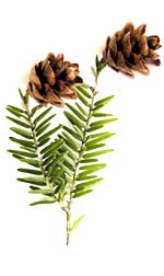 hemlock twig with pine cones